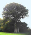 20 Massive yew tree to West  1173.jpg (60873 bytes)